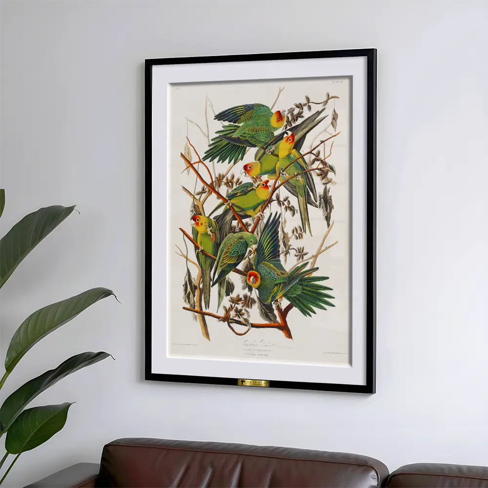 Carolina Parakeets on Branches