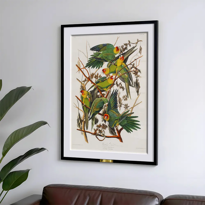 Carolina Parakeets on Branches