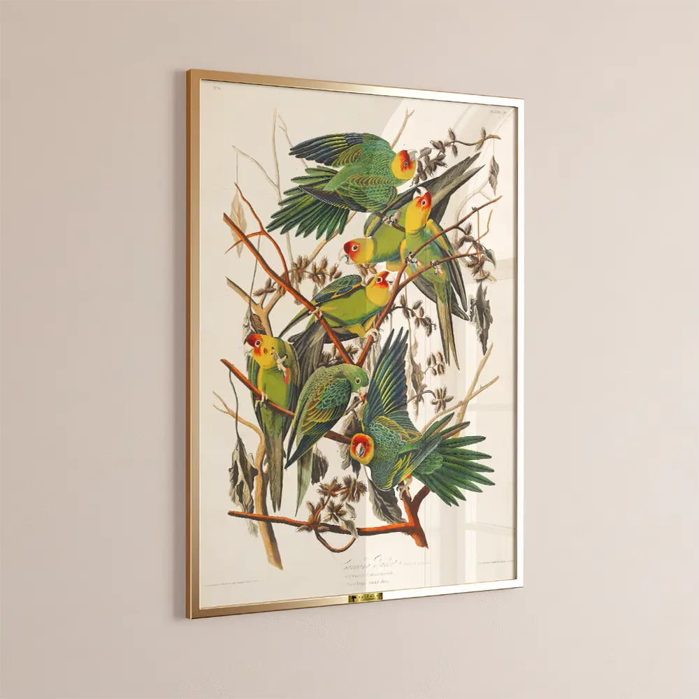 Carolina Parakeets on Branches