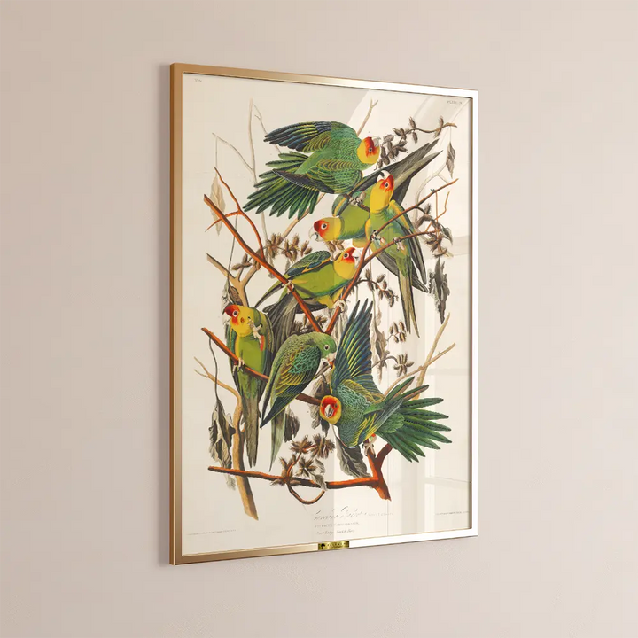 Carolina Parakeets on Branches