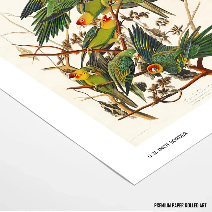 Carolina Parakeets on Branches