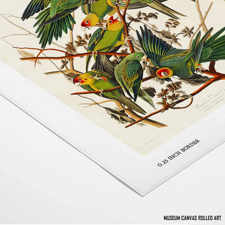 Carolina Parakeets on Branches