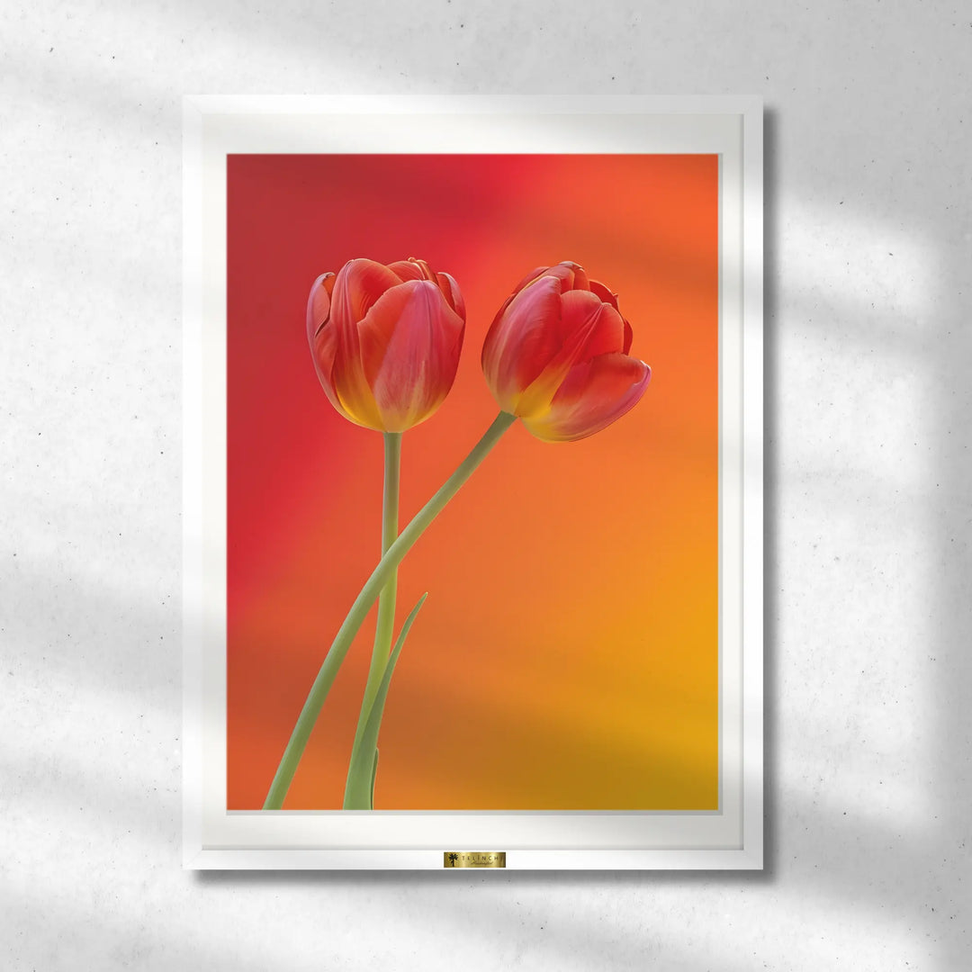 Blazing Tulips - Telinchi