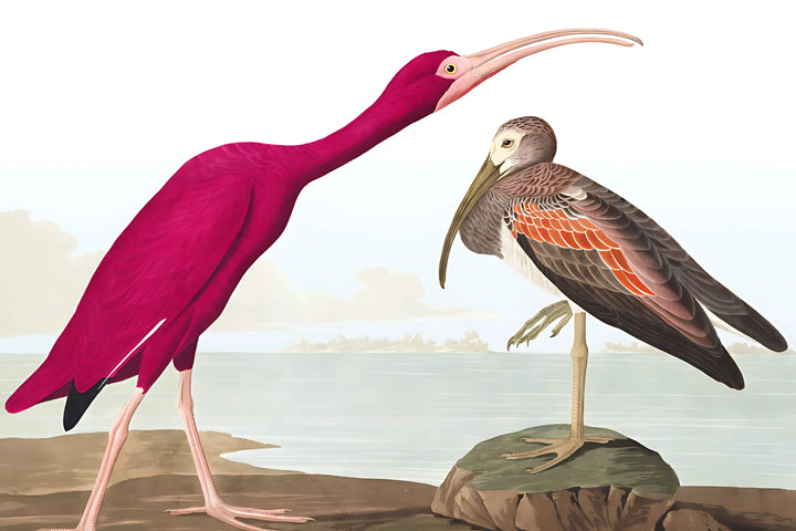 Scarlet Beauty & Heron