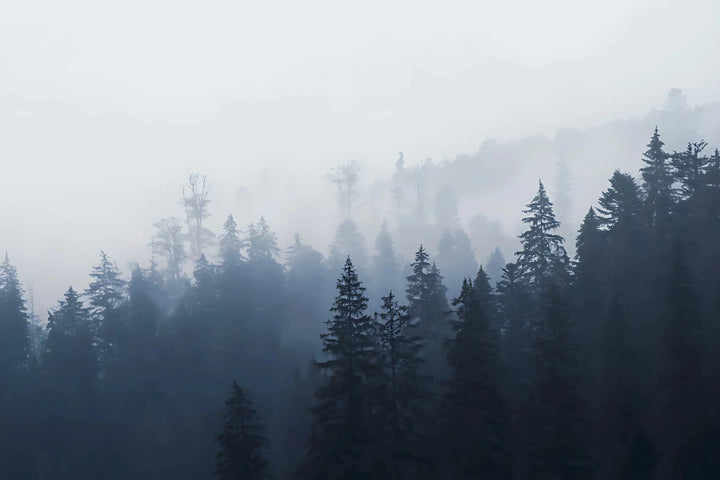 Foggy Pine Serenity