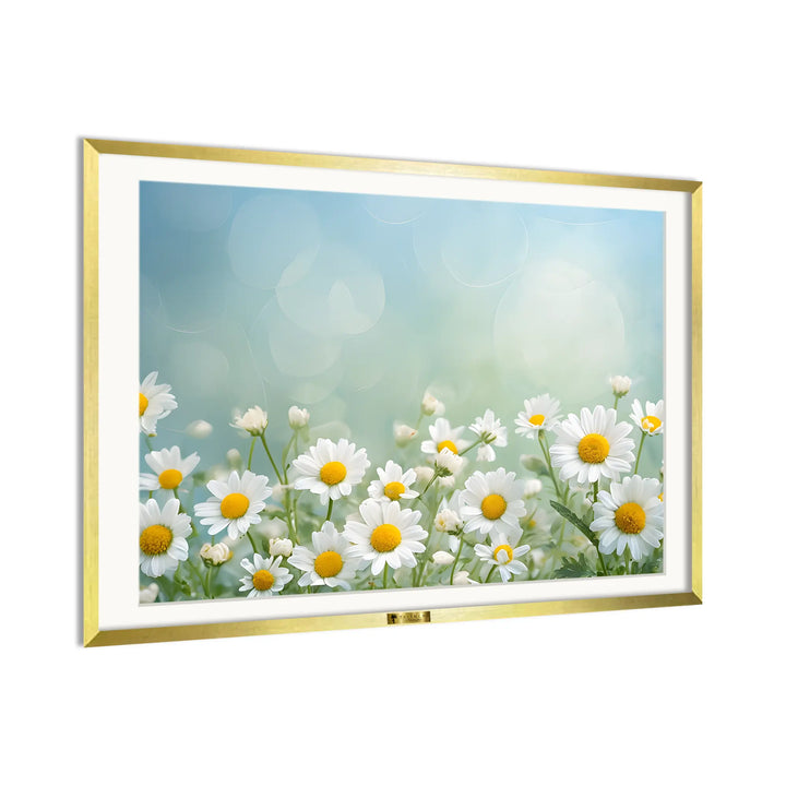 Daisy Dreams
