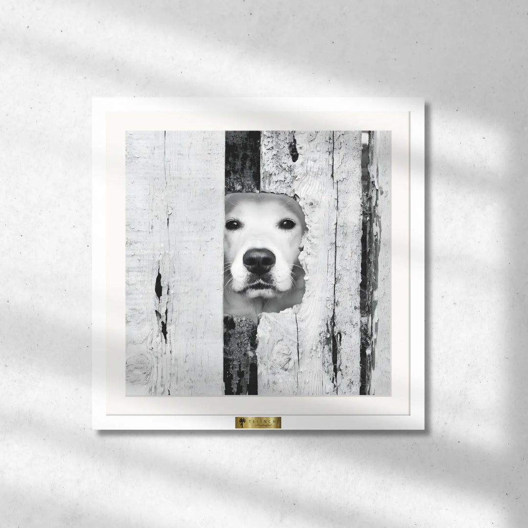 Canine Peek