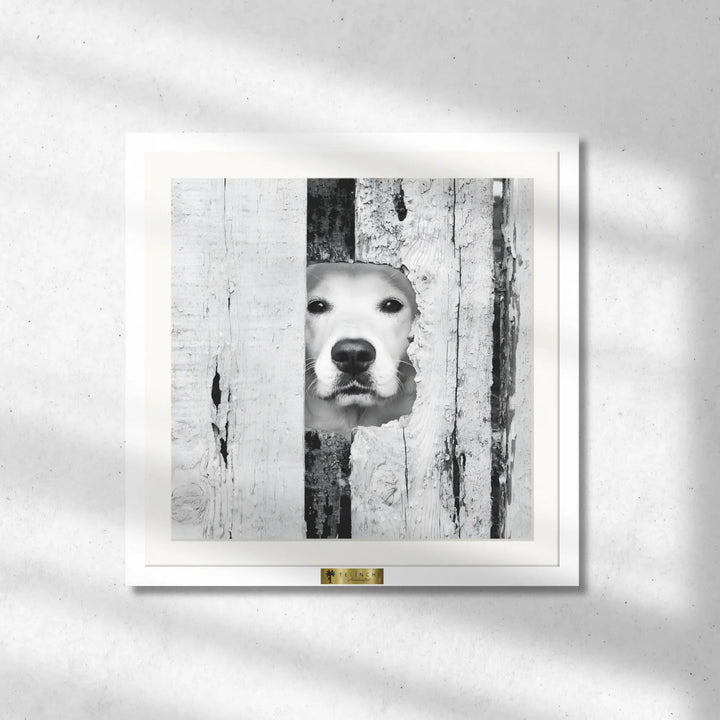 Canine Peek