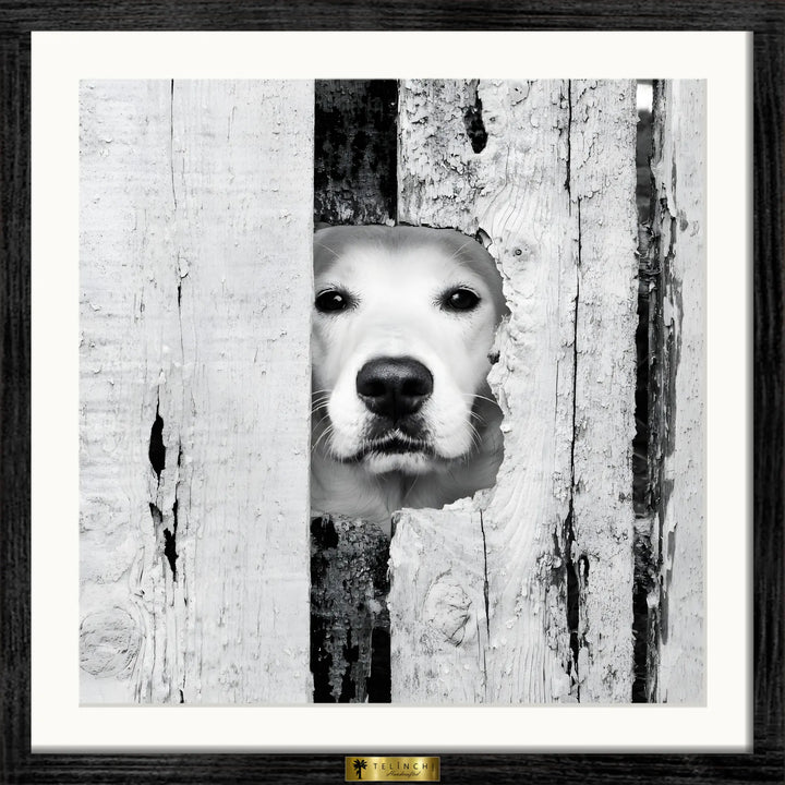 Canine Peek
