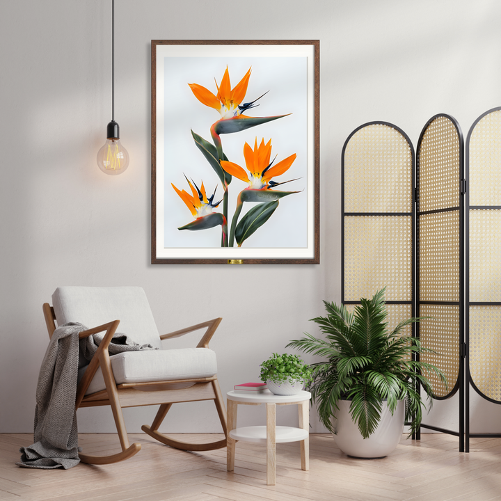 Bird of Paradise