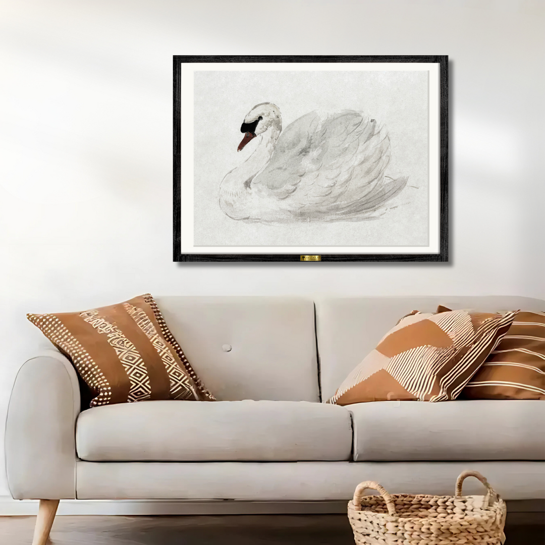 Mute Swan by John James Audubon