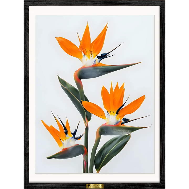 Bird of Paradise