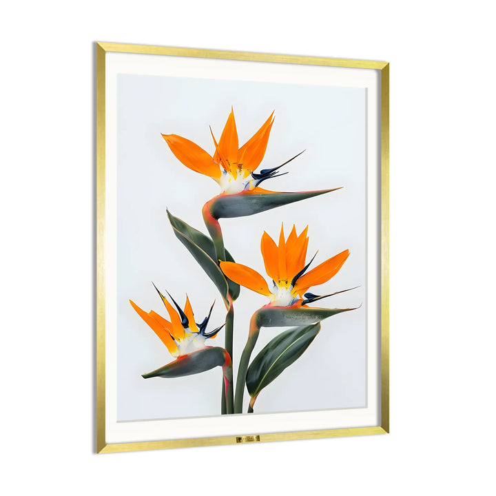 Bird of Paradise