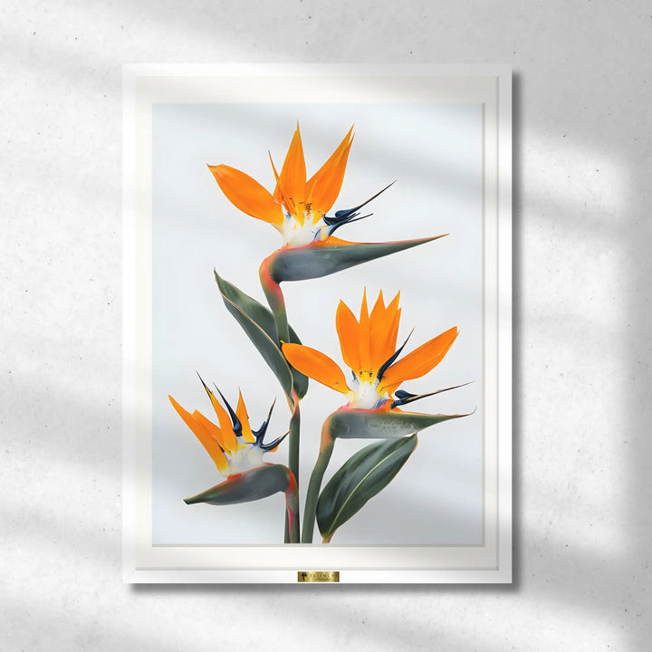 Bird of Paradise