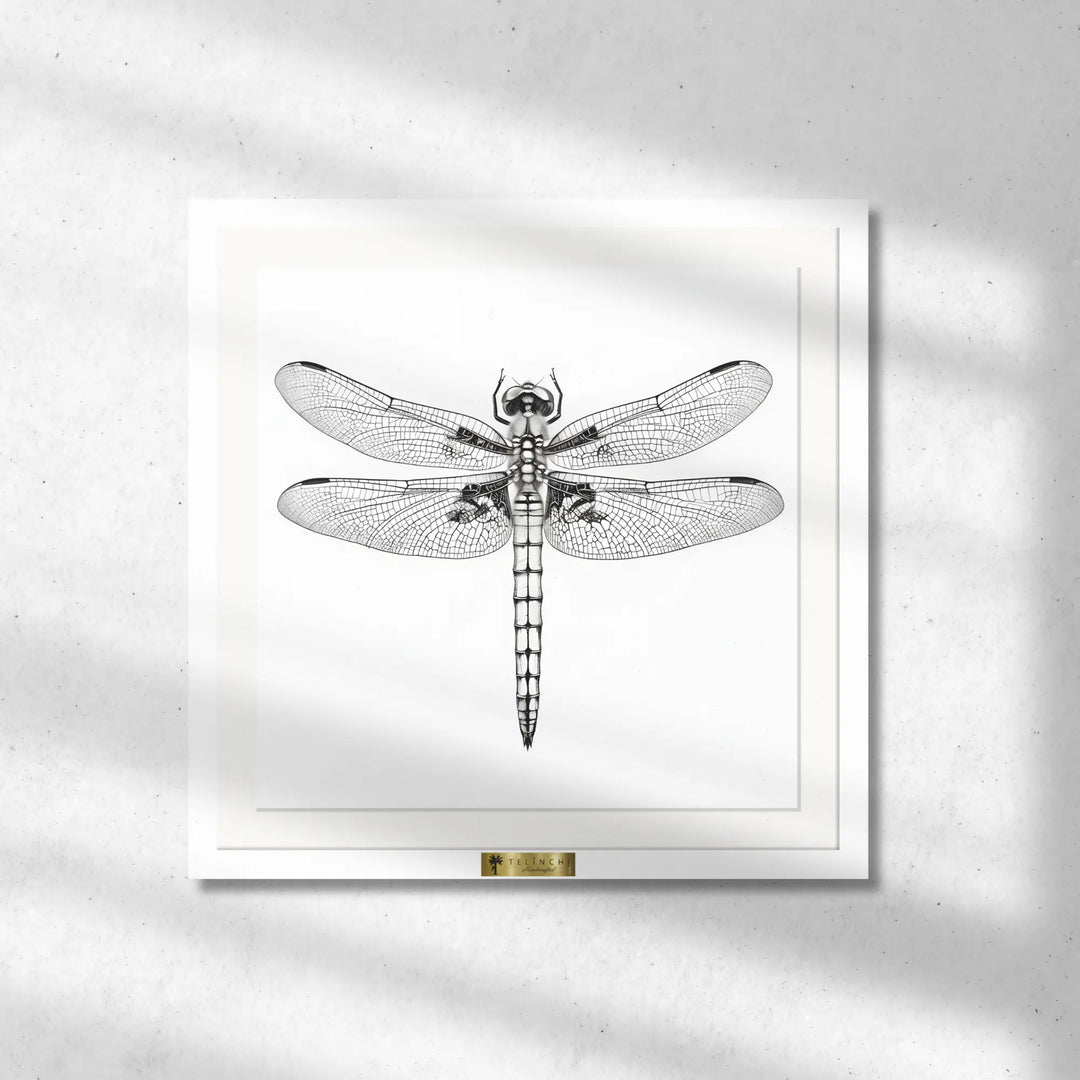Dragonfly's Details