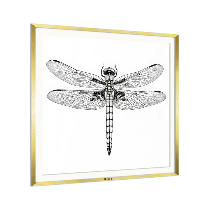 Dragonfly's Details