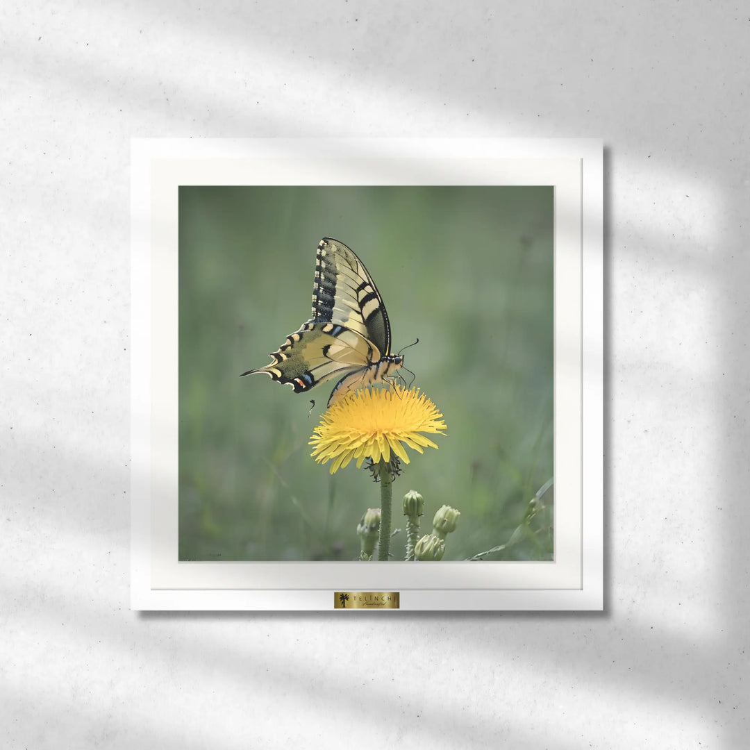 Butterfly’s Bliss