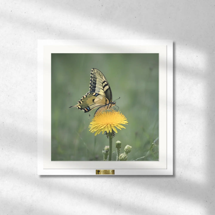 Butterfly’s Bliss