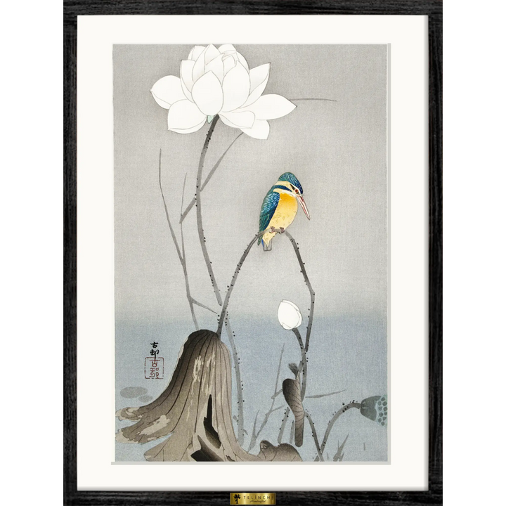 Kingfisher & Lotus