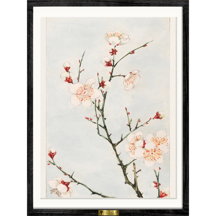 Delicate Blossoms