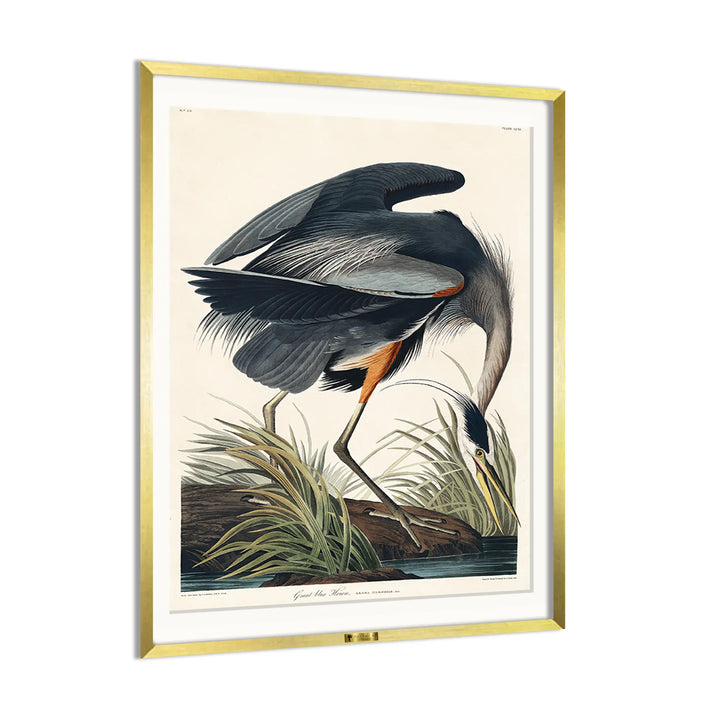 Great Blue Heron in Focus