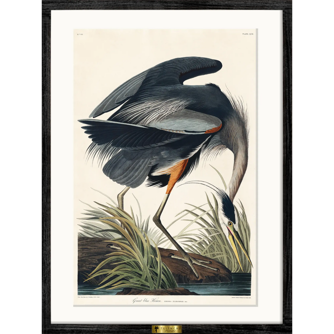 Great Blue Heron in Focus