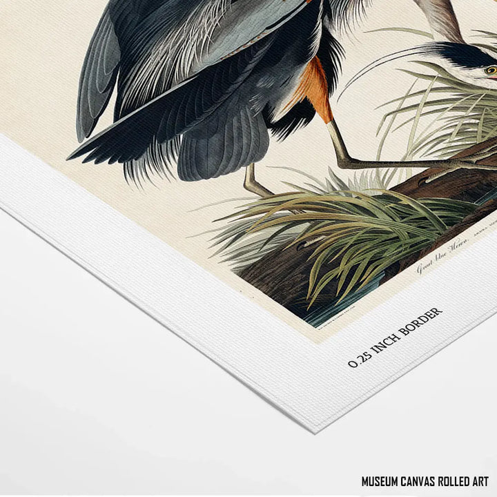 Great Blue Heron in Focus