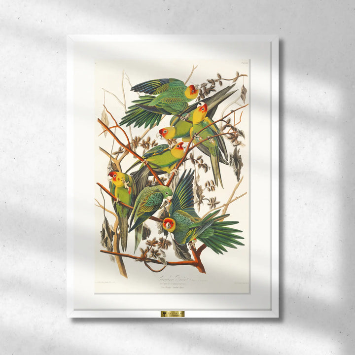 Carolina Parakeets on Branches