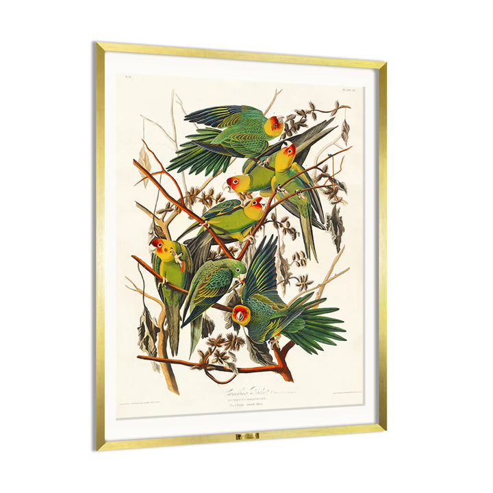 Carolina Parakeets on Branches