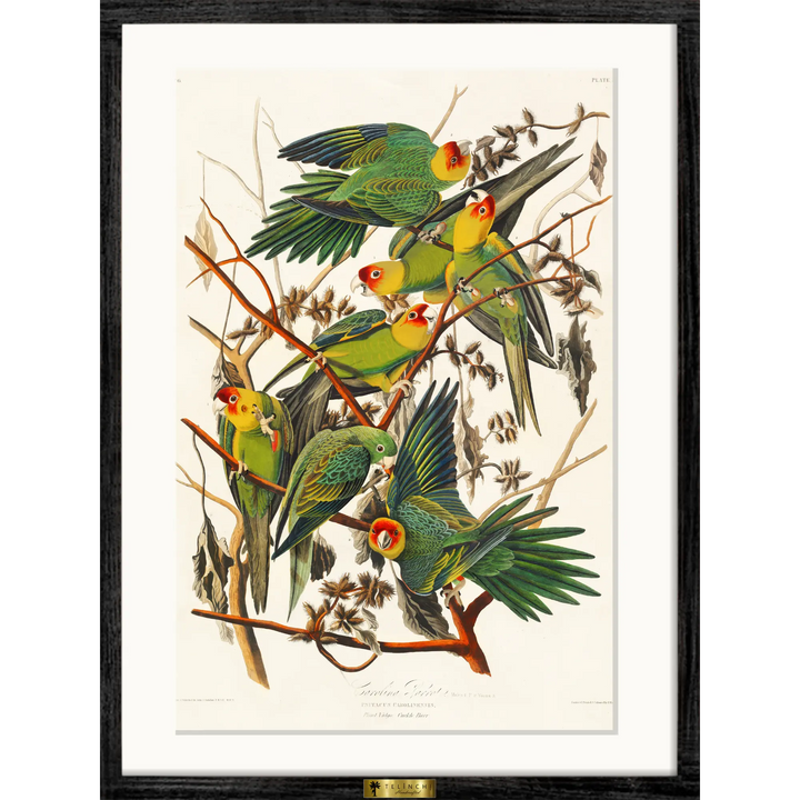 Carolina Parakeets on Branches