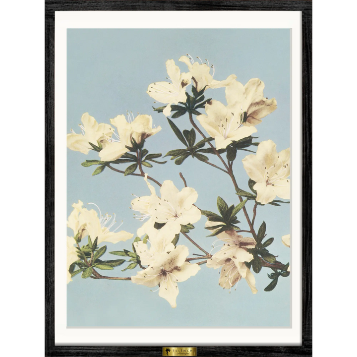 Blooming Ivory