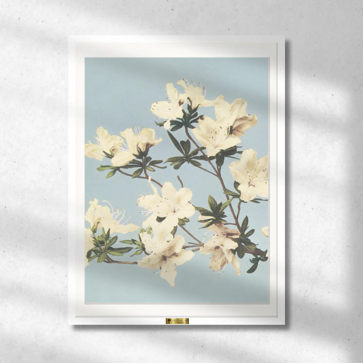 Blooming Ivory