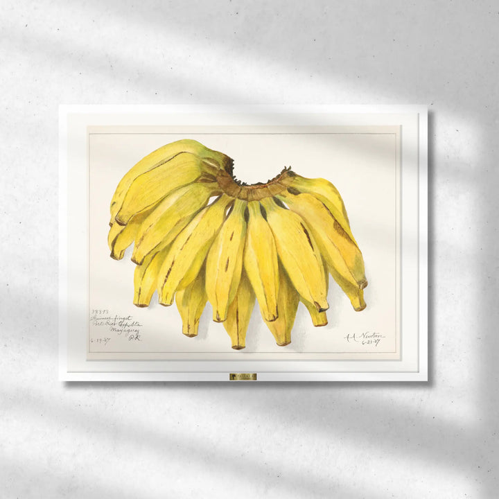Golden Bananas