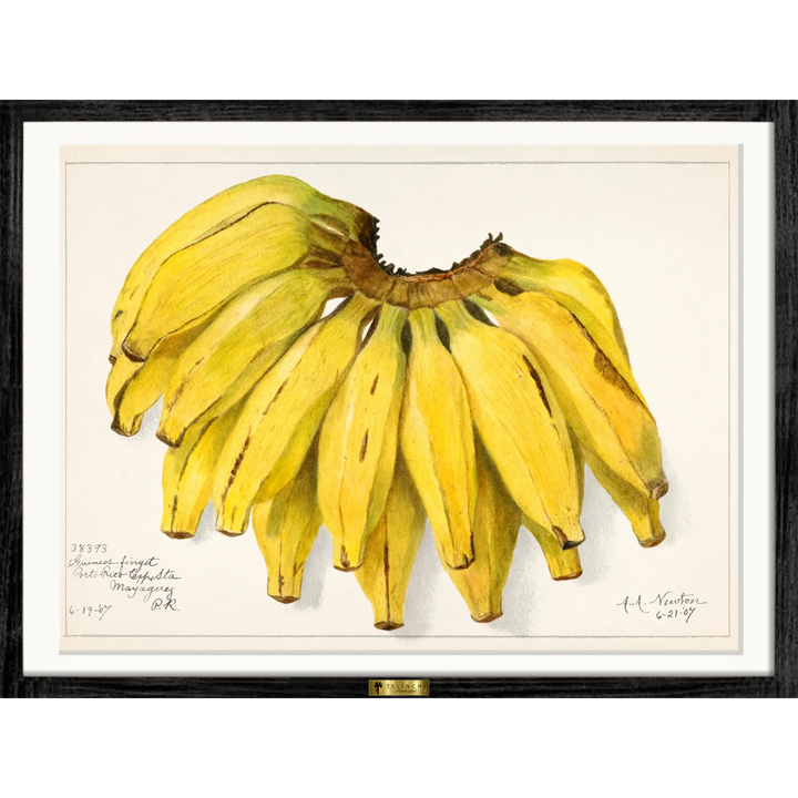 Golden Bananas
