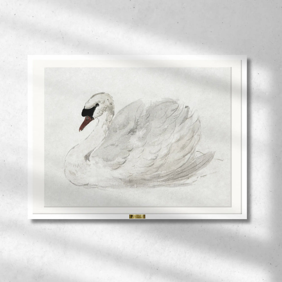 Mute Swan by John James Audubon