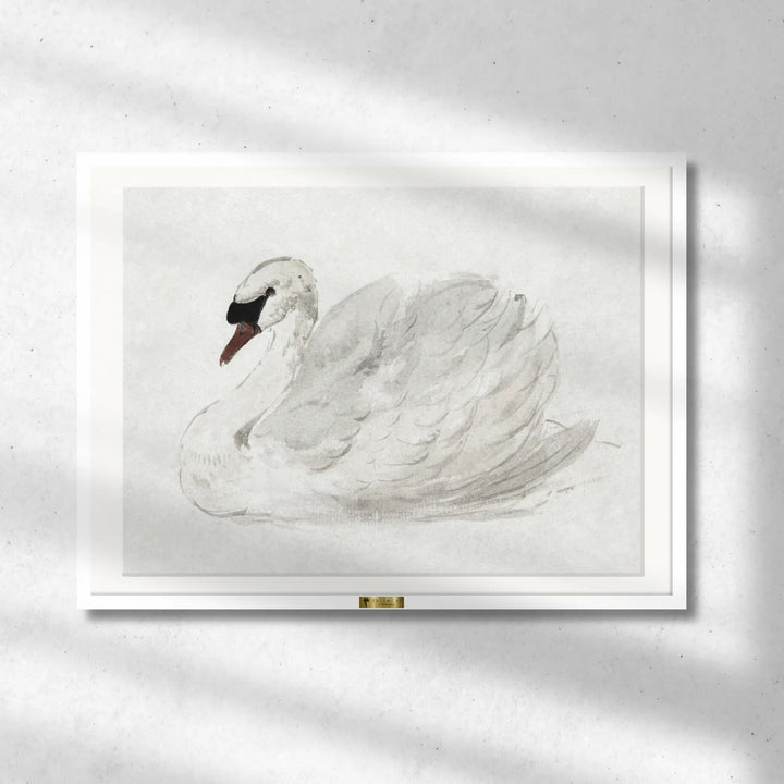 Mute Swan by John James Audubon