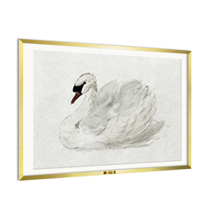 Mute Swan by John James Audubon
