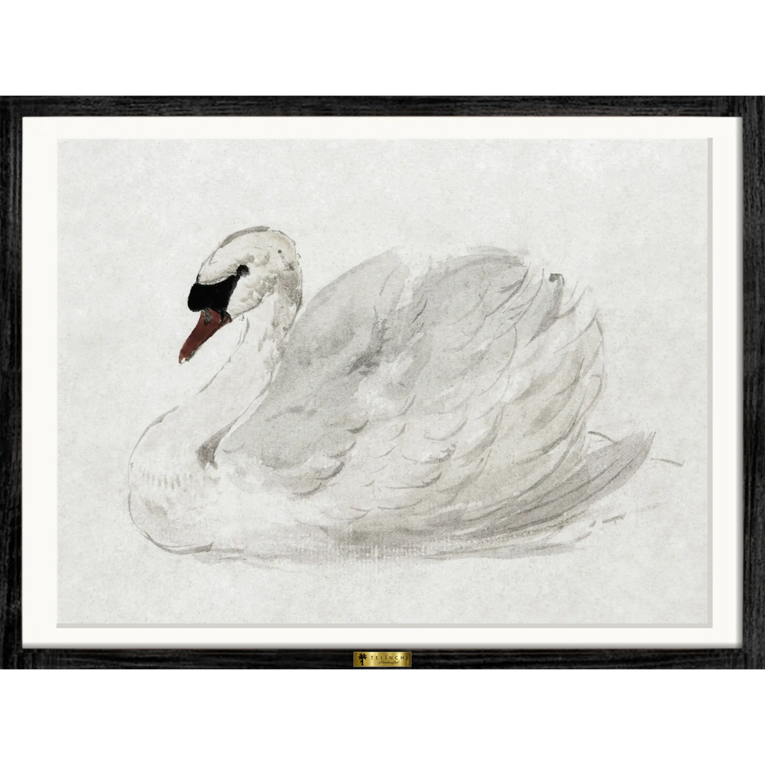 Mute Swan by John James Audubon