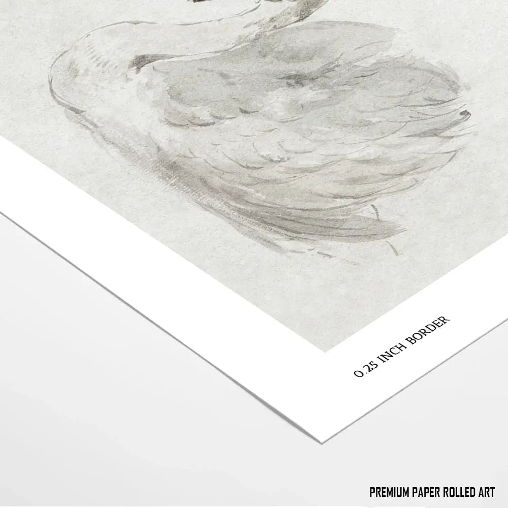 Mute Swan by John James Audubon