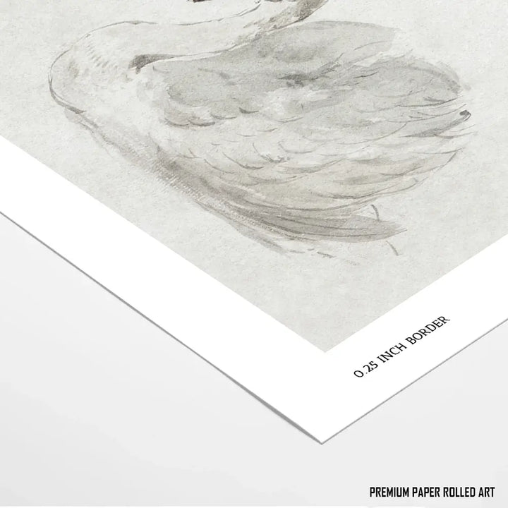 Mute Swan by John James Audubon