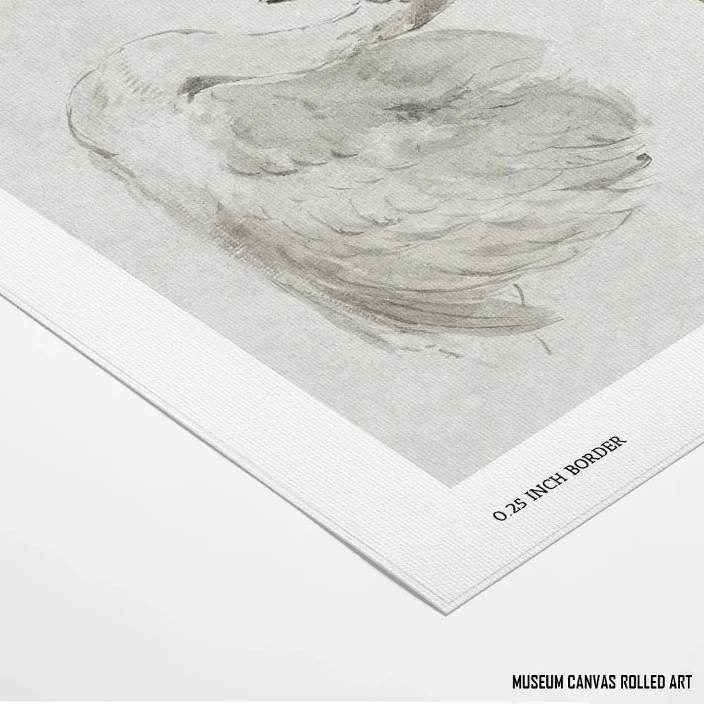 Mute Swan by John James Audubon