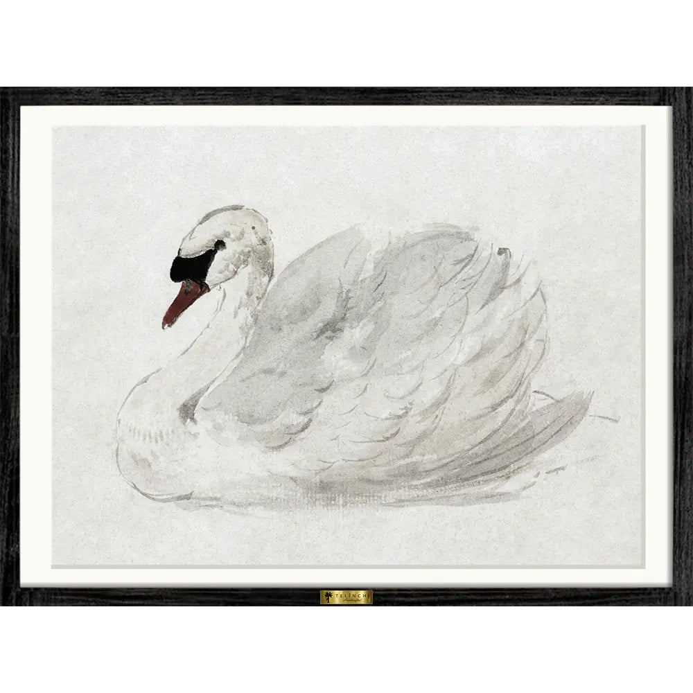 Mute Swan by John James Audubon