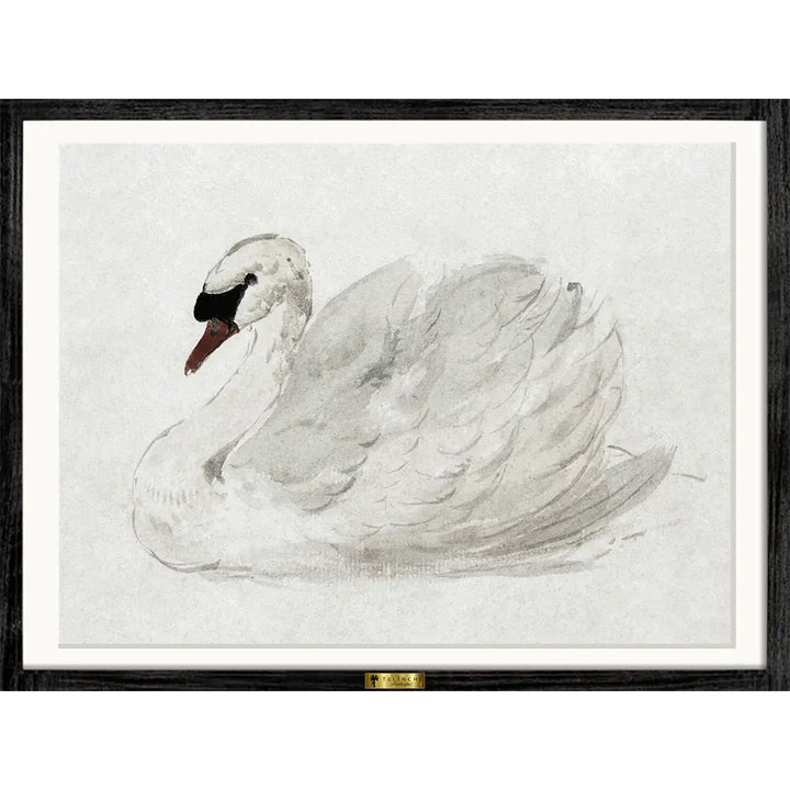 Mute Swan by John James Audubon