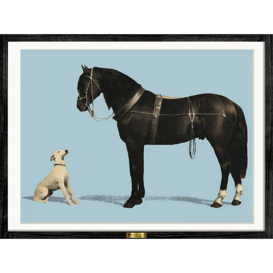 Equine Companions