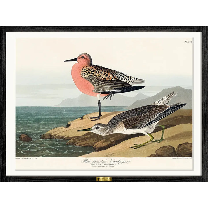 Red-Breasted Wonders