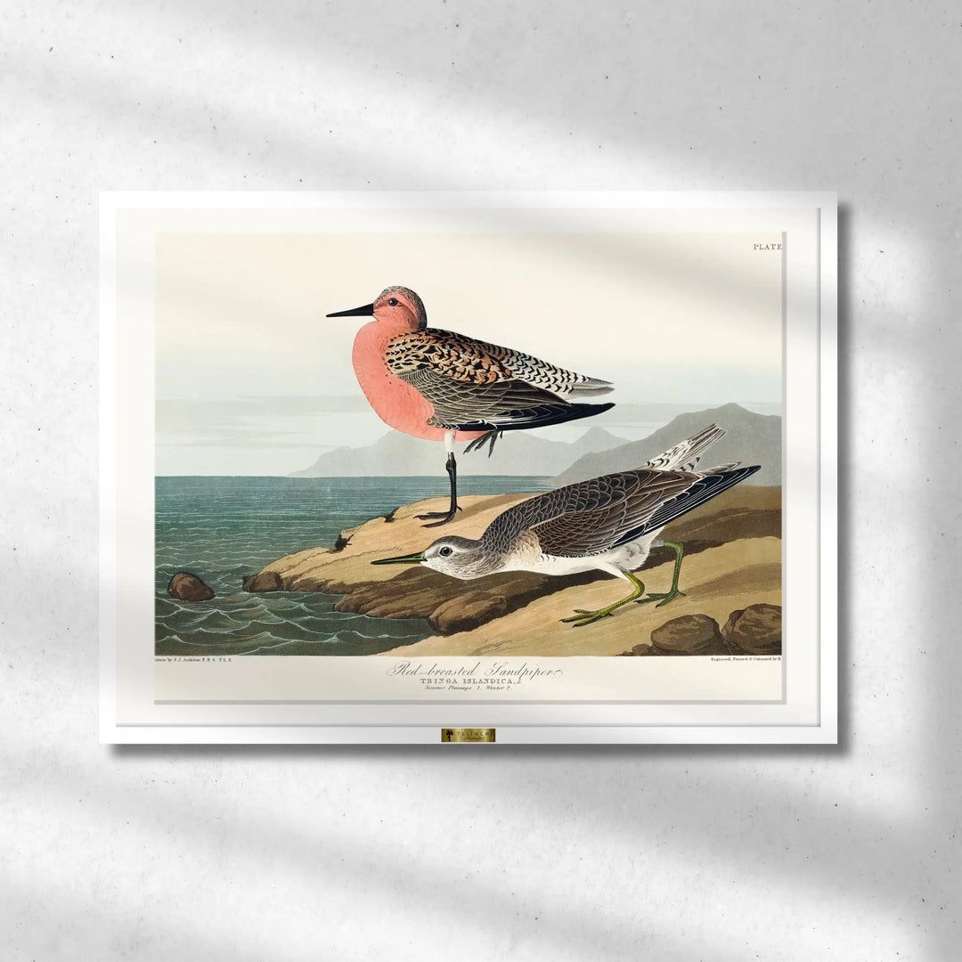 Red-Breasted Wonders - Telinchi