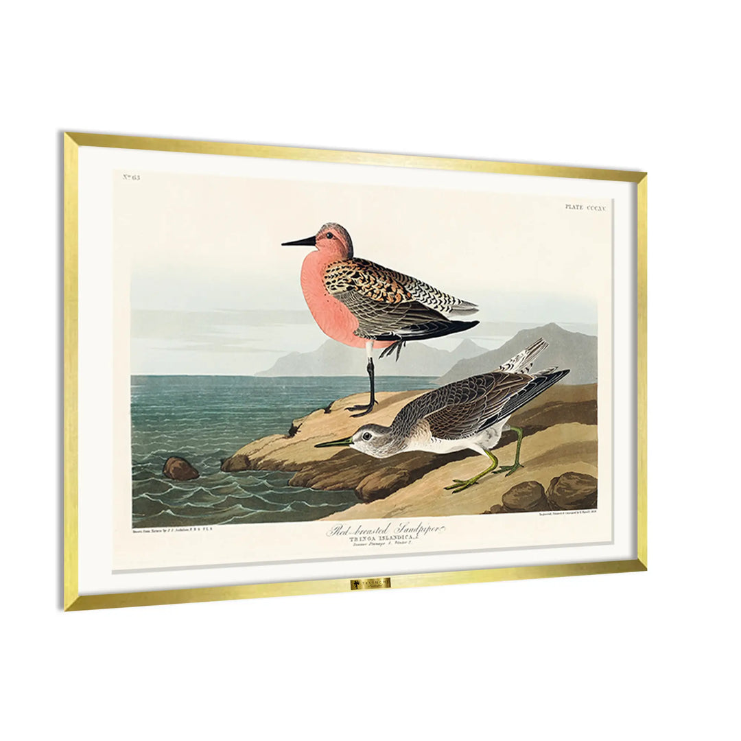 Red-Breasted Wonders - Telinchi