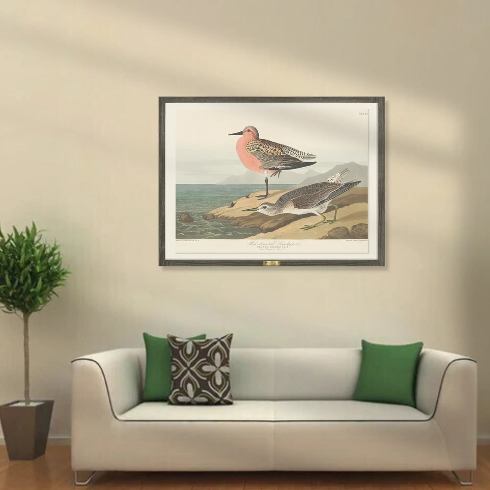 Red-Breasted Wonders - Telinchi
