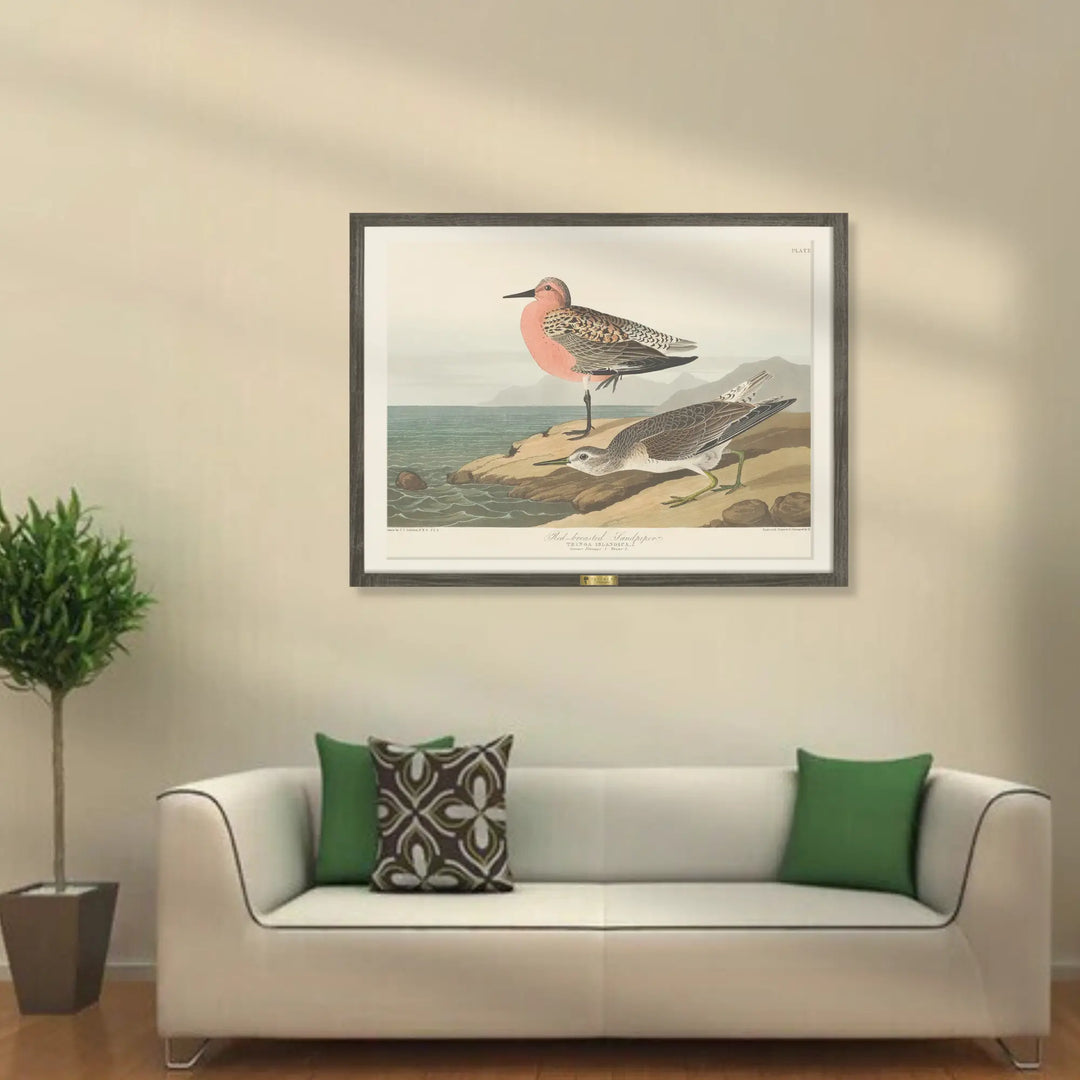 Red-Breasted Wonders - Telinchi