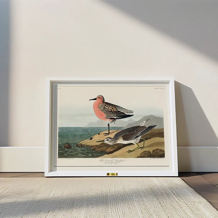 Red-Breasted Wonders